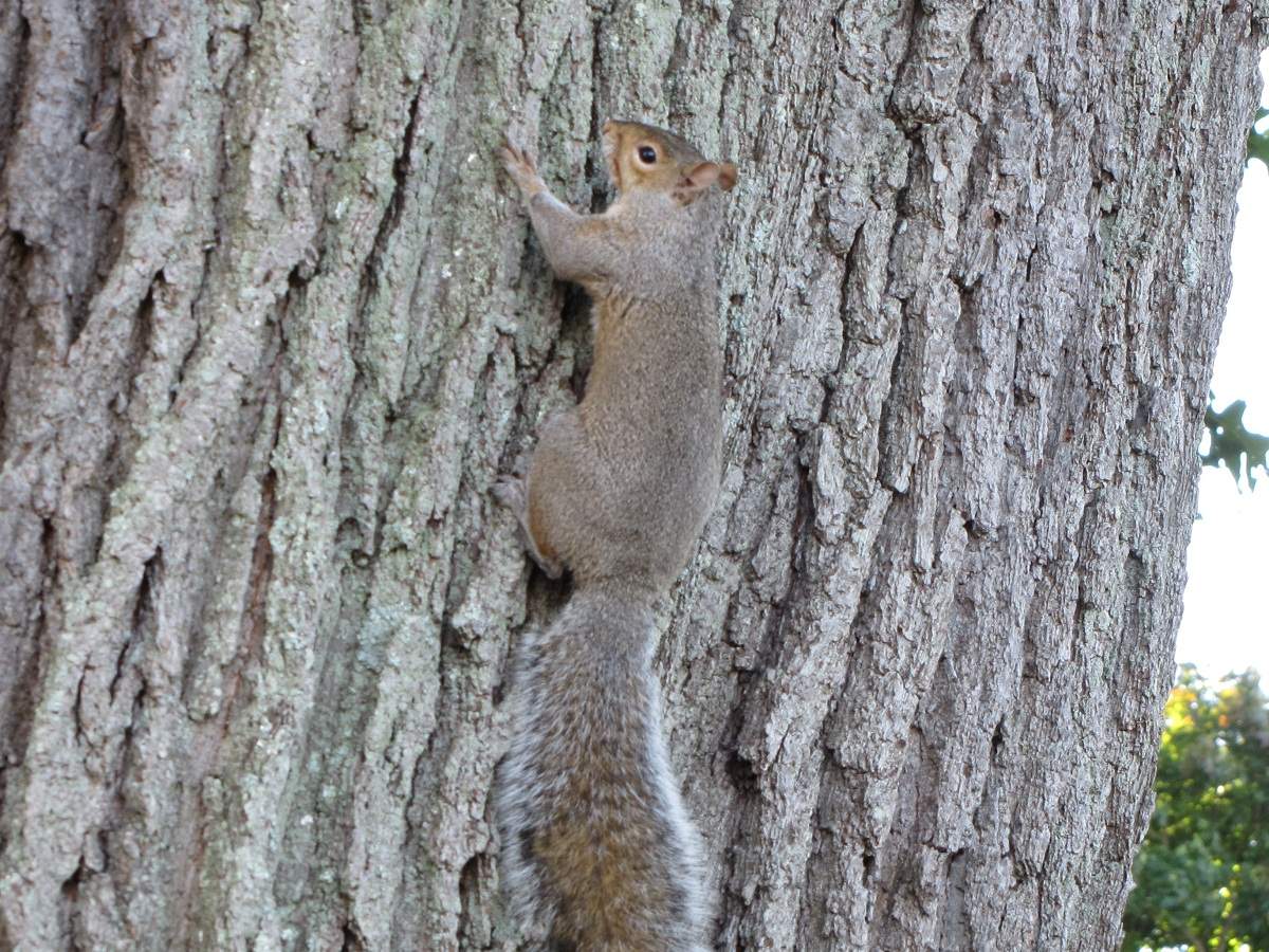 Squirrel in Mystic