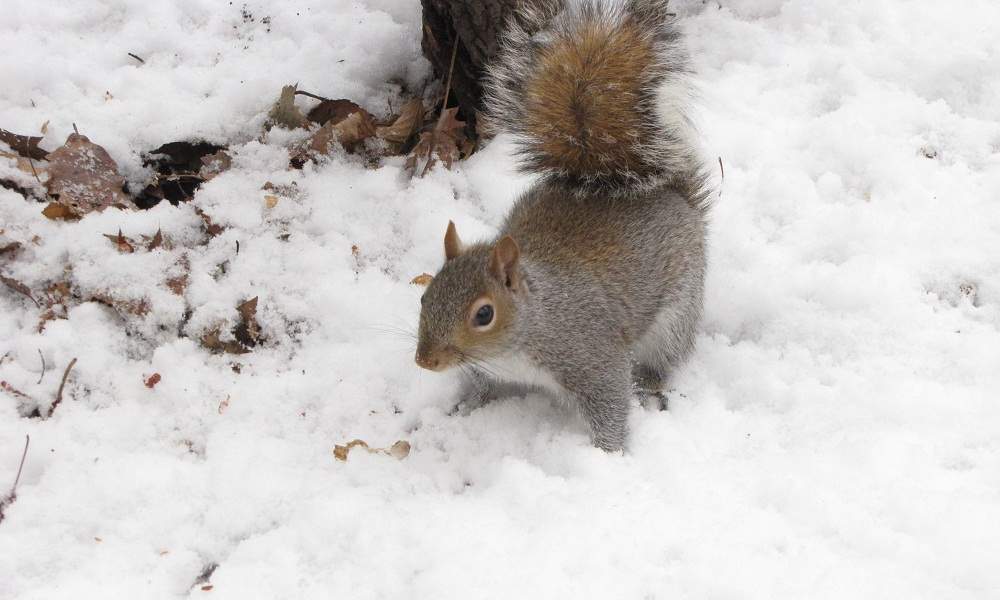 Central Park  Squirrel