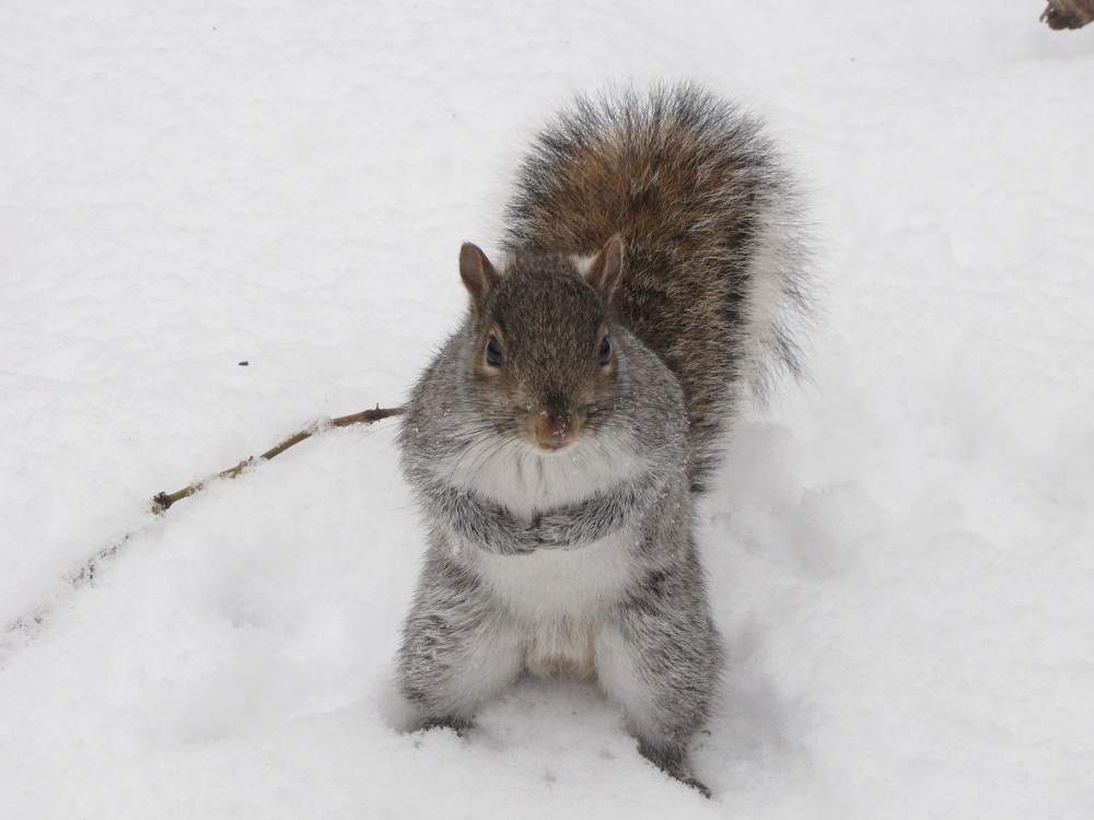Central Park - Squirrel